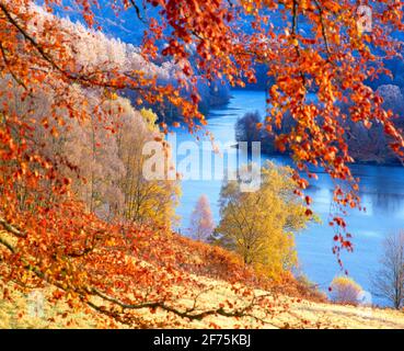 Royaume-Uni, Écosse, arbres d'automne dépolis par la rivière Tummel, Banque D'Images