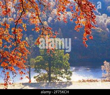 Royaume-Uni, Écosse, arbres d'automne dépolis par la rivière Tummel, Banque D'Images