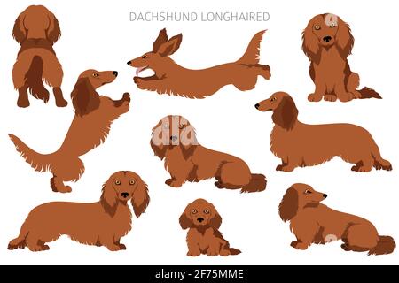 Dachshund long clipart aux cheveux. Différentes poses, ensemble de couleurs de pelage. Illustration vectorielle Illustration de Vecteur