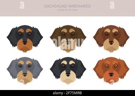 Serre-câble à cheveux Dachshund. Différentes poses, ensemble de couleurs de pelage. Illustration vectorielle Illustration de Vecteur