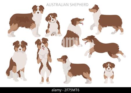 Ensemble de chiens de berger australiens. Variétés de couleurs, différentes poses. Collection d'infographies Dogs. Illustration vectorielle Illustration de Vecteur