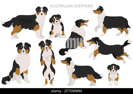 Ensemble de chiens de berger australiens. Variétés de couleurs, différentes poses. Collection d'infographies Dogs. Illustration vectorielle Illustration de Vecteur