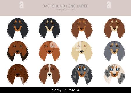 Dachshund long clipart aux cheveux. Différentes poses, ensemble de couleurs de pelage. Illustration vectorielle Illustration de Vecteur