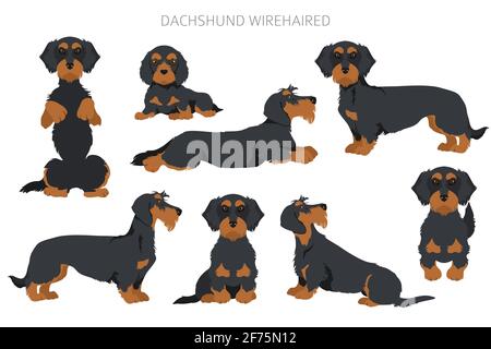 Serre-câble à cheveux Dachshund. Différentes poses, ensemble de couleurs de pelage. Illustration vectorielle Illustration de Vecteur