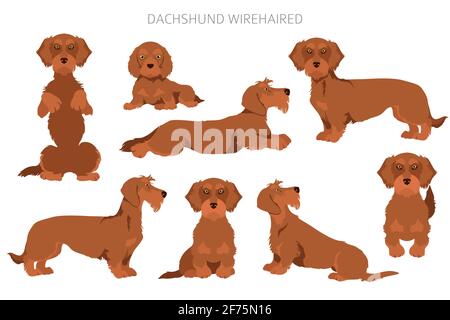 Serre-câble à cheveux Dachshund. Différentes poses, ensemble de couleurs de pelage. Illustration vectorielle Illustration de Vecteur