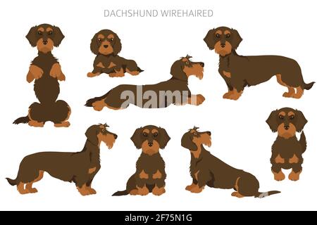 Serre-câble à cheveux Dachshund. Différentes poses, ensemble de couleurs de pelage. Illustration vectorielle Illustration de Vecteur