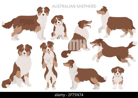 Ensemble de chiens de berger australiens. Variétés de couleurs, différentes poses. Collection d'infographies Dogs. Illustration vectorielle Illustration de Vecteur