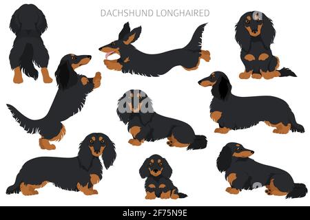 Dachshund long clipart aux cheveux. Différentes poses, ensemble de couleurs de pelage. Illustration vectorielle Illustration de Vecteur