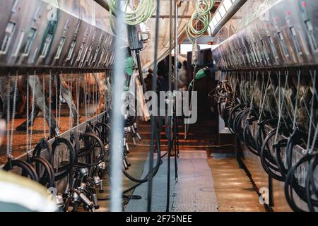 Machine de traite de vache dans une ferme de vache Banque D'Images