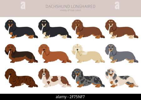 Dachshund long clipart aux cheveux. Différentes poses, ensemble de couleurs de pelage. Illustration vectorielle Illustration de Vecteur