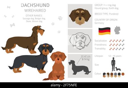 Serre-câble à cheveux Dachshund. Différentes poses, ensemble de couleurs de pelage. Illustration vectorielle Illustration de Vecteur