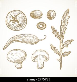 Collection d'illustrations vectorielles de légumes et d'herbes dessinées à la main. Ensemble de tomates, olives, poivre, champignons et esquisses d'arugula. Des aliments naturels Illustration de Vecteur