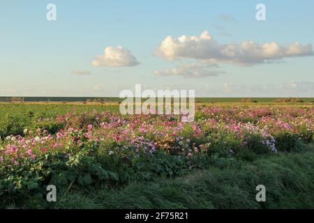 une belle marge de champ avec des fleurs sauvages roses et blanches dans la campagne hollandaise en septembre Banque D'Images