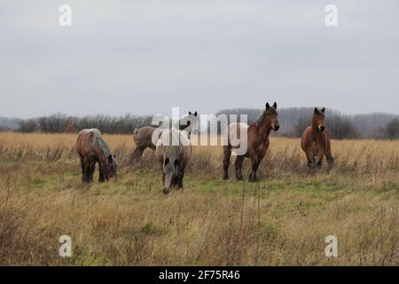 un groupe de beaux chevaux bruns à tirage paître dans un grande prairie ouverte en hiver en hollande Banque D'Images