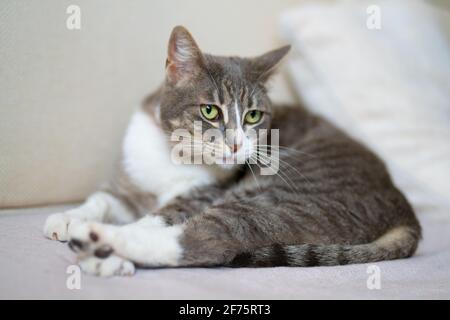 Le chat doux se trouve sur le canapé à la maison et donne sur la caméra Banque D'Images