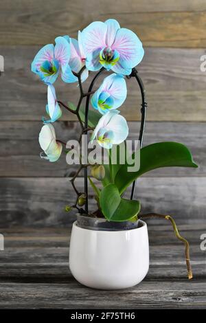 Fleur d'orchidée en pot de fleur sur fond en bois Banque D'Images