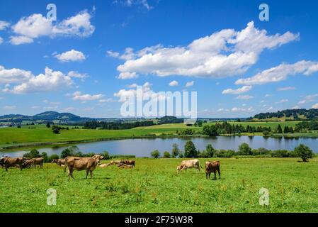 L'agriculture naturelle dans paysage de collines dans l'Est de l'Allgäu Banque D'Images