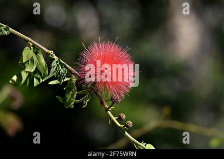 Metrosideros polymorpha ('Ohi'a lehua) un arbre à feuilles persistantes à fleurs hawaïennes avec des fleurs rouges flamboyantes sur un fond vert naturel. Banque D'Images