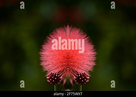 Metrosideros polymorpha ('Ohi'a lehua) un arbre à feuilles persistantes à fleurs hawaïennes avec des fleurs rouges flamboyantes sur un fond vert naturel. Banque D'Images