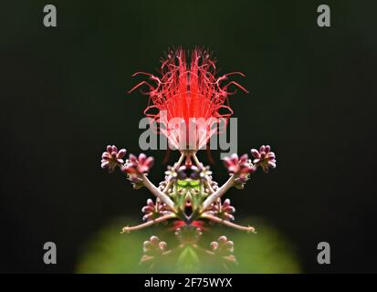 Metrosideros polymorpha ('Ohi'a lehua) un arbre à feuilles persistantes à fleurs hawaïennes avec des fleurs rouges flamboyantes sur un fond vert naturel. Banque D'Images