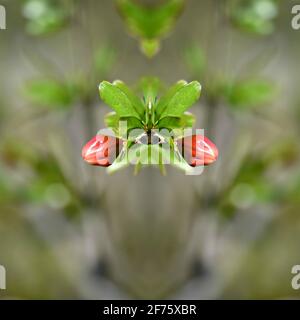 Boutons de fleurs de grenade sur fond vert naturel. Banque D'Images