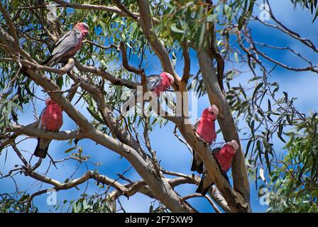 Australie, Galah aka coqatoo aux brises de rose sur eucalyptus Banque D'Images