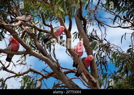 Australie, groupe de Galahs aka coqatoo aux brises sur eucalyptus Banque D'Images