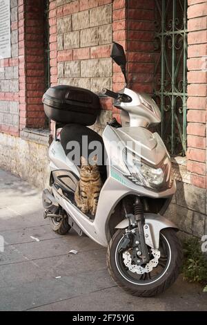 Un chat de rue turc se trouve gravement sur une moto garée près de la clôture. Turquie , Istanbul - 21.07.2020 Banque D'Images