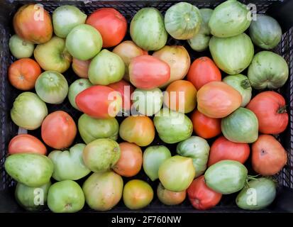 Récolte fraîche de tomates disposées dans une boîte. Légumes verts, rouges et jaunes. Cultures sur la ferme. Banque D'Images