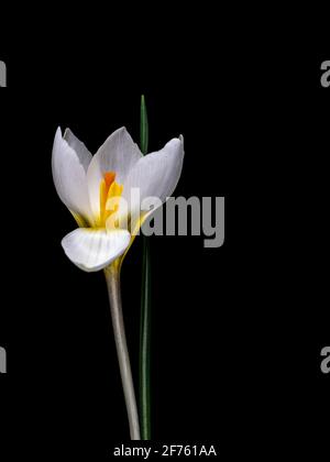 Le crocus blanc est isolé sur le noir. Des endurance révélatrices à l'intérieur. Banque D'Images