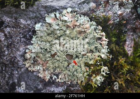 Xanthoparmelia conspersa, communément connu sous le nom de bouclier rocailleux à grains de poivre, un lichen qui pousse sur la surface rocheuse en Finlande Banque D'Images