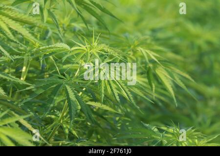 Fond de feuille de cannabis vert sativa dans la ferme de plein air de marijuana médicale Banque D'Images