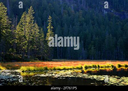 Lac Moraine Grosser Arbersee dans le parc national de la forêt bavaroise. Allemagne. Banque D'Images