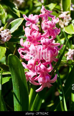 Jacinthe rose Banque D'Images