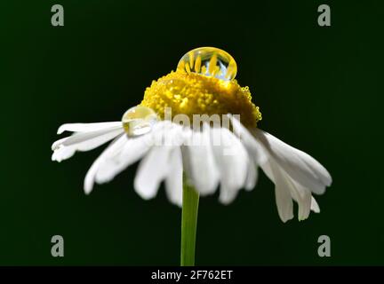 Marguerite fleurie avec chute de rosée le matin sur fond sombre. Saison de printemps. Beauté de la nature. Banque D'Images