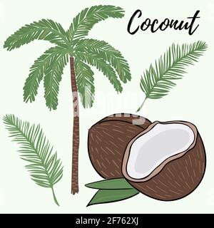 Ensemble de palmiers, branches et noix de coco. Une noix de coco entière et cassée. Branche et arbre de palmier. Vecteur. Dessin à main levée. Illustration de Vecteur