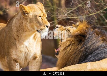 Lioness et lion mâle adulte (Panthera leo), rugissement, en captivité, ZOOM Erlebniswelt, Gelsenkirchen, Région de Ruhr, Allemagne Banque D'Images