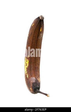banane à pois surmûre au pelage pourri jaune fruits exotiques végétariens isolés sur fond blanc vue de dessus. Banque D'Images