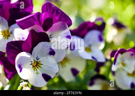 Gros plan sur de magnifiques violons violets Banque D'Images