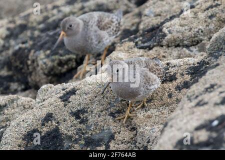 Recherche sur les roches Purple Sandpiper (Calidris maritima), Penzance, Cornouailles. Banque D'Images