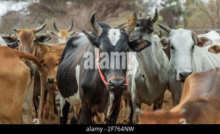 Vache à cornes noires d'espèces indigènes avec d'autres bovins en arrière-plan dans le cattlepen à la ferme. Ferme de vaches pour l'alimentation fermes de bétail autochtones de la région rurale thaïlandaise Banque D'Images