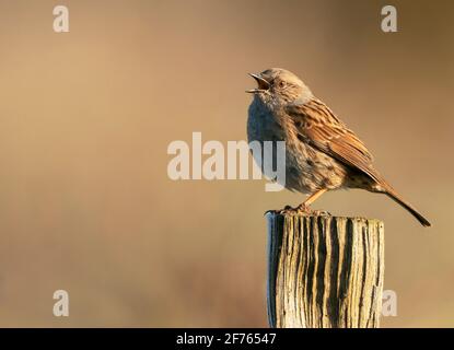 Dunnock (Prunella modularis) chante à partir d'un poteau en bois, Oxfordshire Banque D'Images