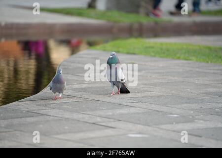 Vue de face du pigeon de roche face à face.Rock Pigeons crowers rues et places publiques, vivant sur la nourriture et les offrandes de graines d'oiseaux jetés Banque D'Images