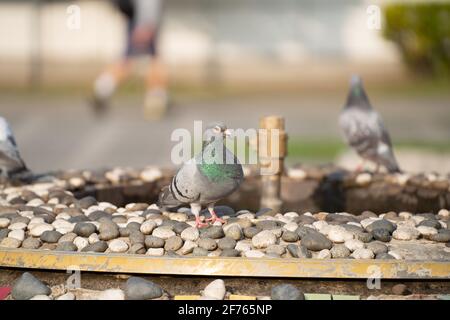 Vue de face du pigeon de roche face à face.Rock Pigeons crowers rues et places publiques, vivant sur la nourriture et les offrandes de graines d'oiseaux jetés Banque D'Images