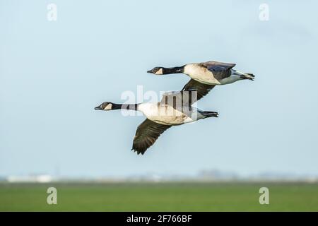 Une paire de bernaches du Canada, Branta canadensis, en vol glissant avec des ailes étirées sur un paysage avec des prairies vertes contre un ciel bleu clair Banque D'Images