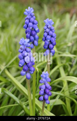 Grape Hyacinth Muscari armeniacum Banque D'Images