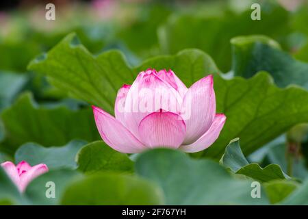 Fleur de Lotus à l'étang Shinobazu, Ueno, Tokyo, Japon Banque D'Images