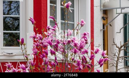 Magnolia en fleurs devant une maison familiale Banque D'Images