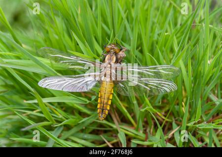Broadcorsé Chaser (Libellula depressa) femme, Royaume-Uni Banque D'Images