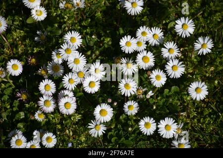Gänseblümchen, Ausdauerndes Gänseblümchen, Mehrjähriges Gänseblümchen, Maßliebchen, Tausendschön, Monatsröserl, Margritli. Blume, Wiesenblumen, gras, Banque D'Images